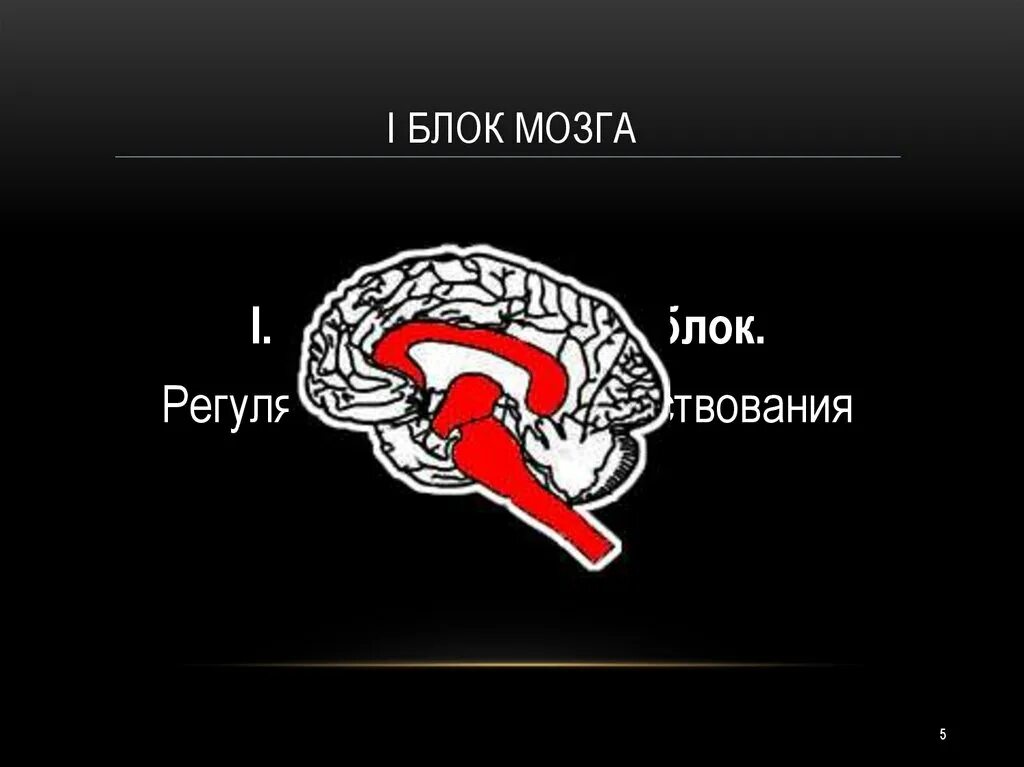 Нарушения блоков мозга. Функциональные блоки мозга. Энергетический блок мозга. Блоки мозга по Лурия. Основные функциональные блоки мозга.