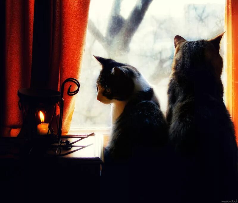 Вечера с кошкой картинки. Уютный вечер с кошкой. Вечера с кошкой. Кот на окне вечером. Кошка на окне.