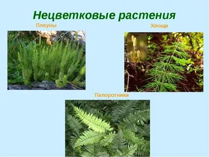 Растения троя