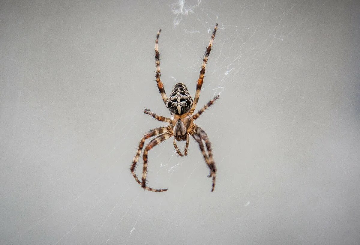 Паук с белой спиной. Паук araneus. паук крестовик коричневый. паук аранеус спидер. паук крестовик домашний.