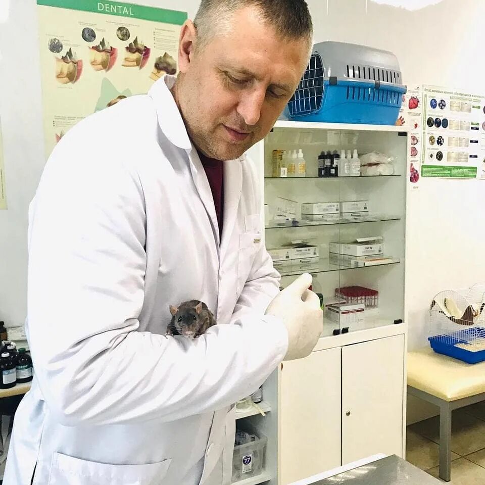 ветклиника сарапул жуковского. доктор вет сарапул. магнитогорск ветклиники. капалин ветеринарный врач самара. доктор а вет тюмень.