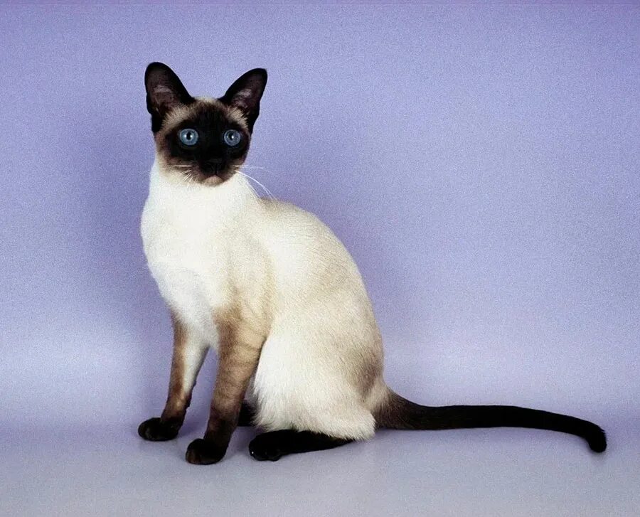 Сиамская порода кошек. Старотипная Сиамская. Сиам кошка Сиамская. Тайская ред поинт кошка. Сиамская кошка длинная