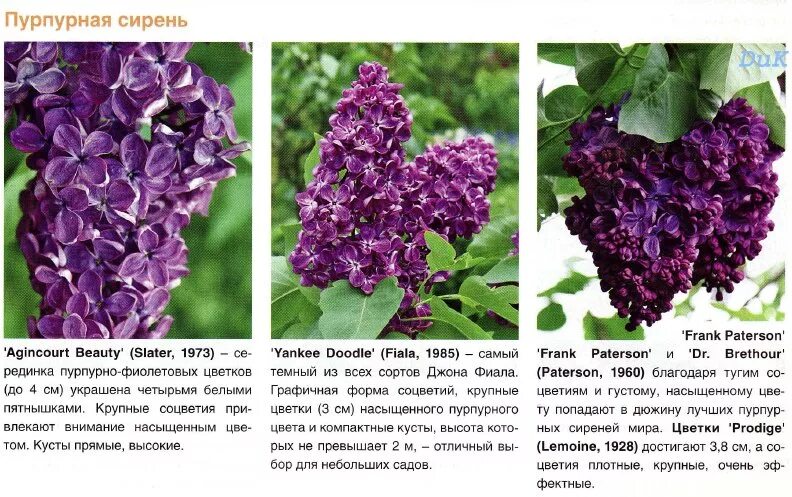 Syringa vulgaris Amethyst. Сирень Фюрст Бюлов. Сирень сорт аметист.