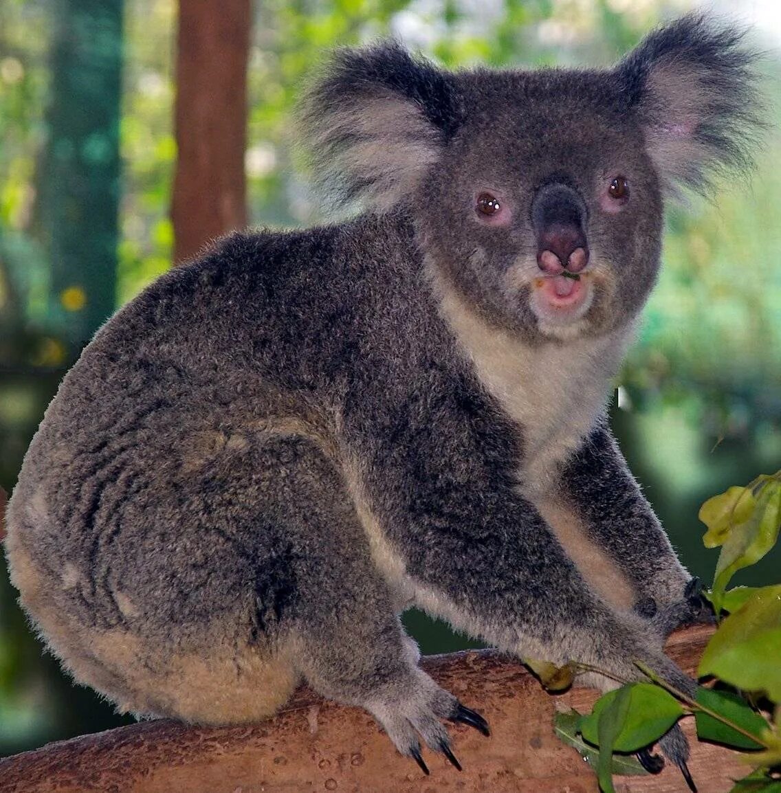 Сумчатое животное название. Австралия сумчатые коала. Отряд двурезцовые сумчатые Diprotodontia. Отряды млекопитающих сумчатые. Сумчатые млекопитающие двурезцовые.