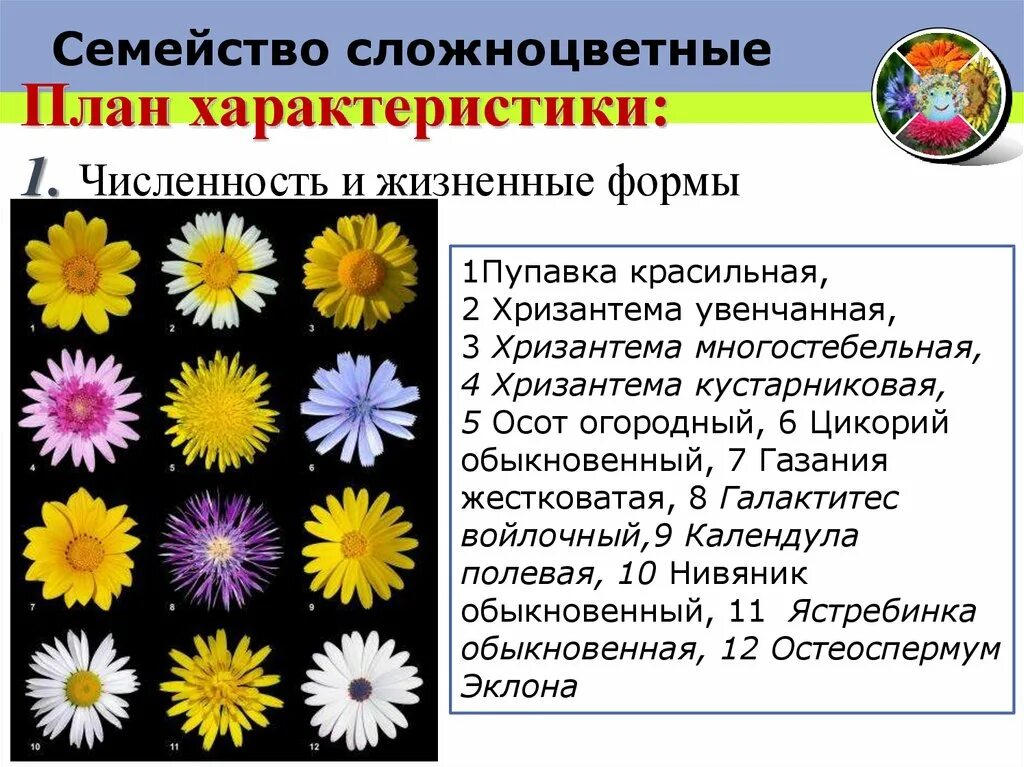 Определите форму цветка сложноцветных по описанию. Характеристика семейства Сложноцветные Астровые. Двудольные семейство Сложноцветные. Характеристика растений семейства Сложноцветные. Характеристика сложноцветных растений.