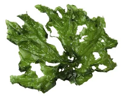 Морской лист