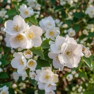 Кустарник чубушник описание