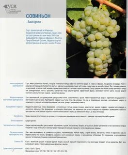 Виноград характеристики сортов