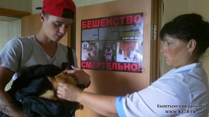 Ветлечебница кыштым. Услуги ветеринарной клиники. Ветклиника кыштым. Льготная стерилизация животных. Круглосуточная ветклиника.