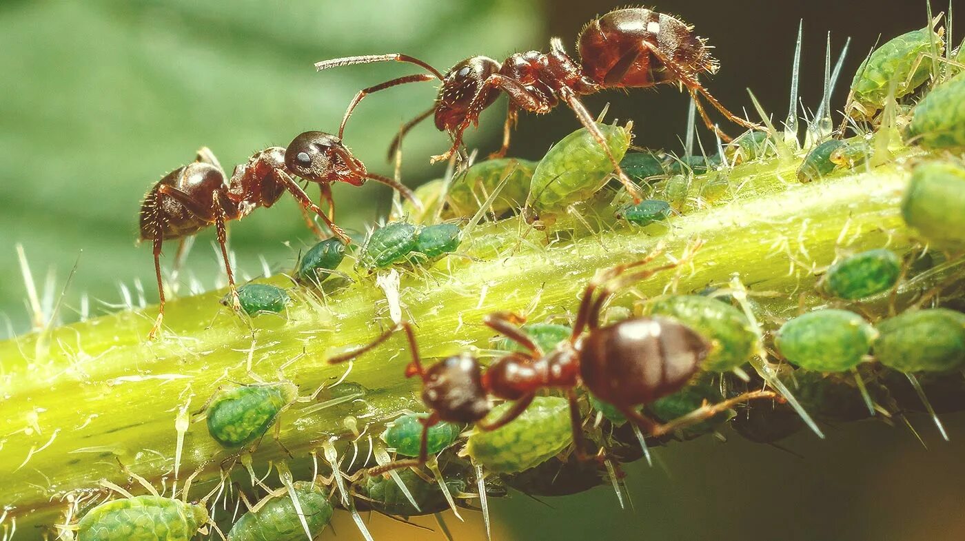 Мутуализм муравья и ЛИСТОРЕЗА. Тля симбиоз. Муравьи выращивают тлю. Муравьи листорезы.