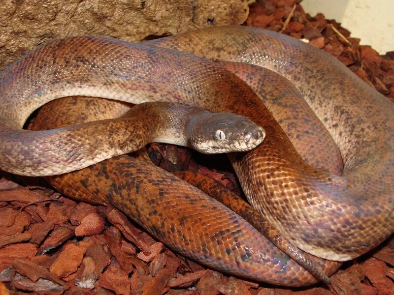 Тиморский водяной питон. Питон водяной Liasis mackloti. Папуанский водяной питон. Liasis mackloti savuensis.