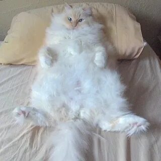 Кот скай