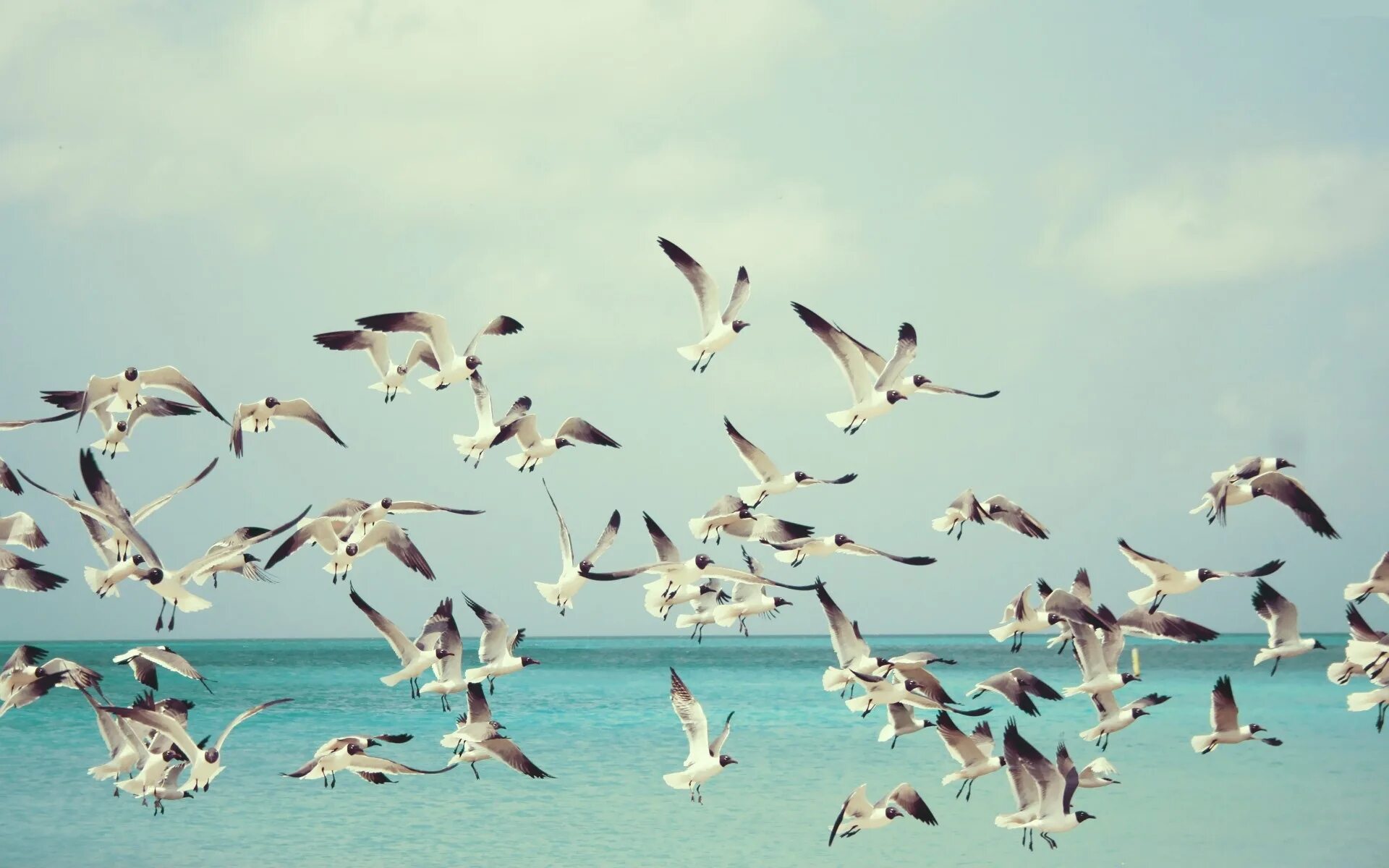 Птица в полете над морем. Море, Чайки. Стая чаек. Птицы летают. Видеть много птиц
