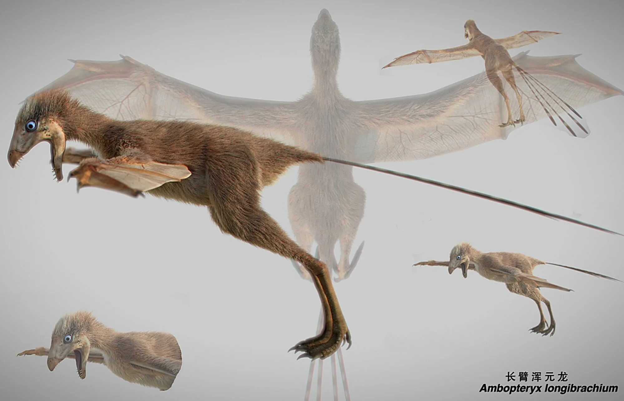 Летающие виды животных. Ambopteryx longibrachium. летающие динозавры. птицеподобные динозавры. динозавр с крыльями.