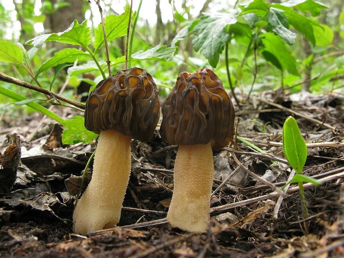 Сморчки. Сморчки грибы. Гриб сморчок Степной. Сморчок (Morchella). Сморчки в крыму