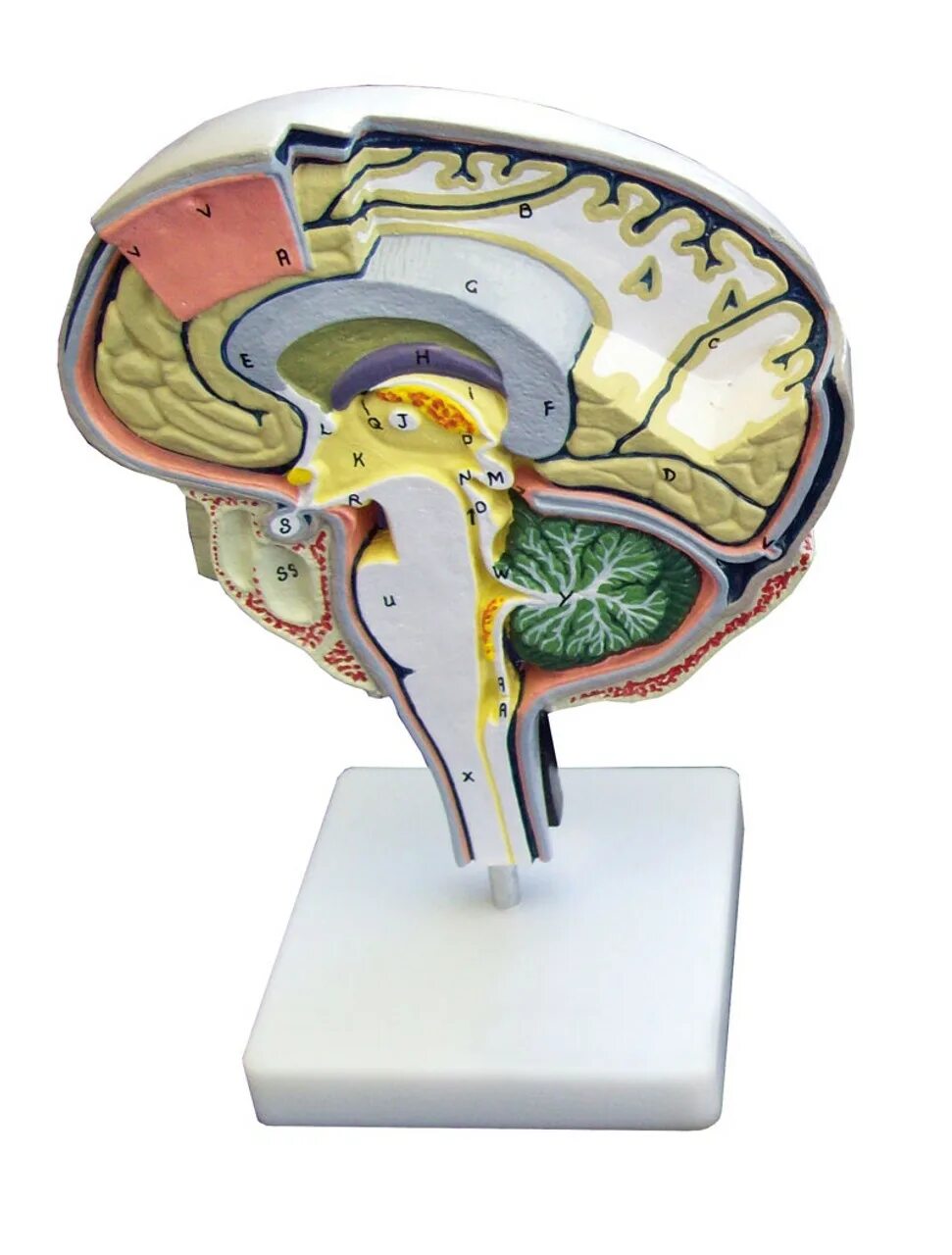 Brain model. Муляж головного мозга. Модель мозга человека анатомическая. Муляж головного мозга человека. Макет головного мозга.