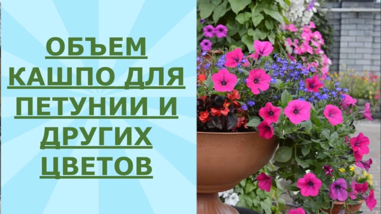 Петуния Сферика. Объем кашпо для петунии. Емкость для петунии. Емкость для ампельной петунии. Какой объем нужен для петунии