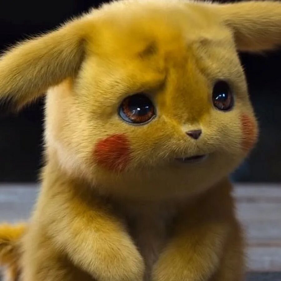 Как выглядит пикачу в жизни Australian Vets Rescue A Rare Golden Possum That Looks Just Like A Pikachu You