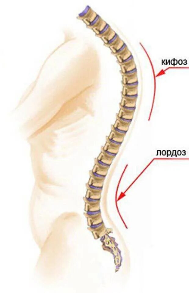 Нарушение изгиба позвоночника. Отделы позвоночника лордоз кифоз. Кифоз лордоз грудного отдела позвоночника. Форма позвоночника лордоз и кифоз. Позвоночник человека лордоз кифоз.