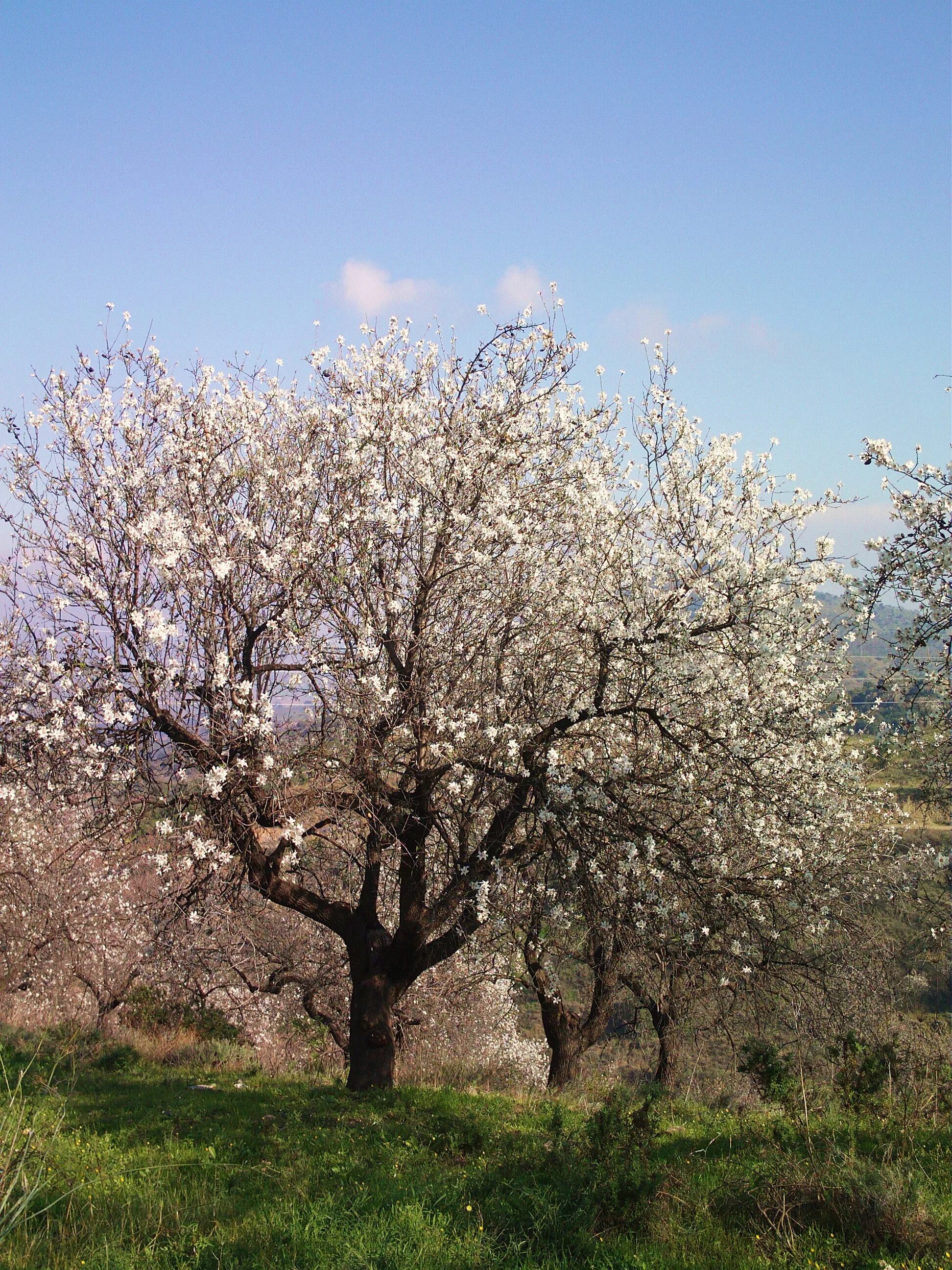 Миндаль амаретто дерево. Prunus миндаль горный. Миндаль антик. Миндаль никитский. Миндаль никитский 62.