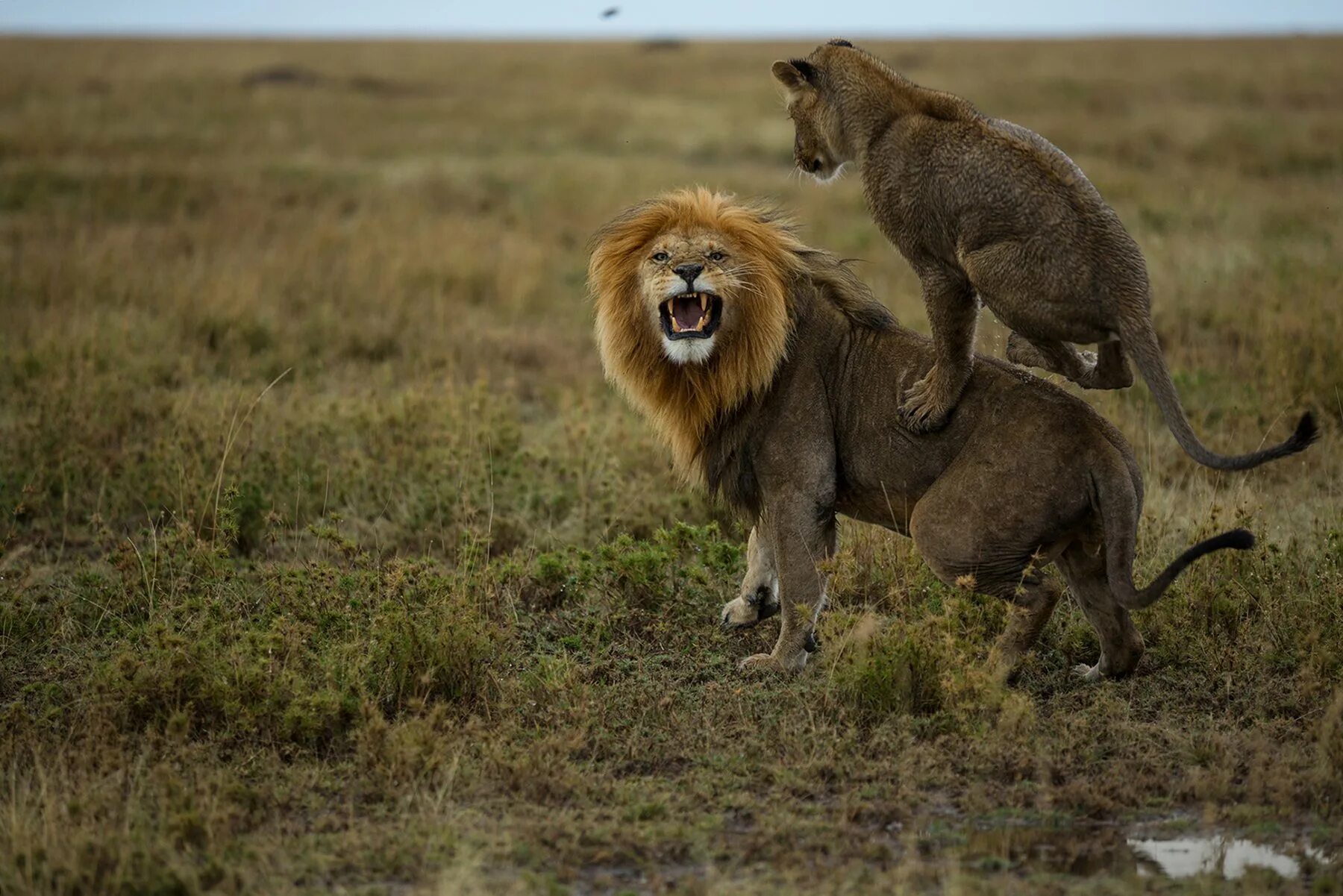 Национальный парк Серенгети львы. Львица. Лев. Лев и львица. Лев атакует