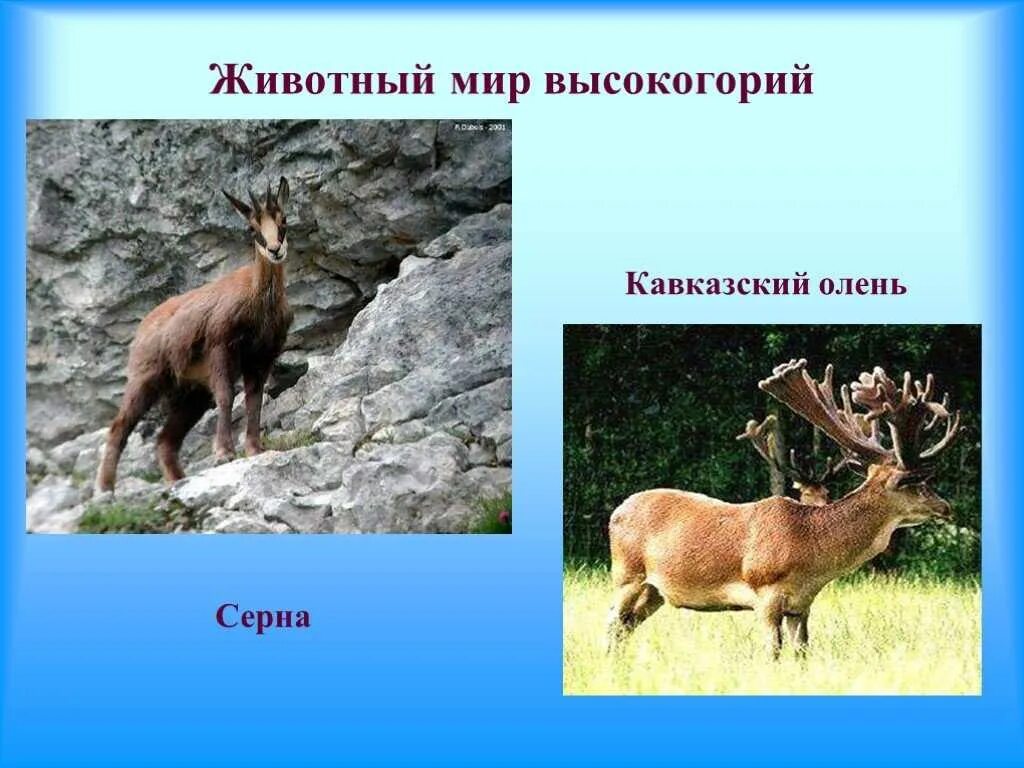 Животные Кавказа. Животные Северного Кавказа. Обитатели горной местности. Животный мир гор Кавказа.