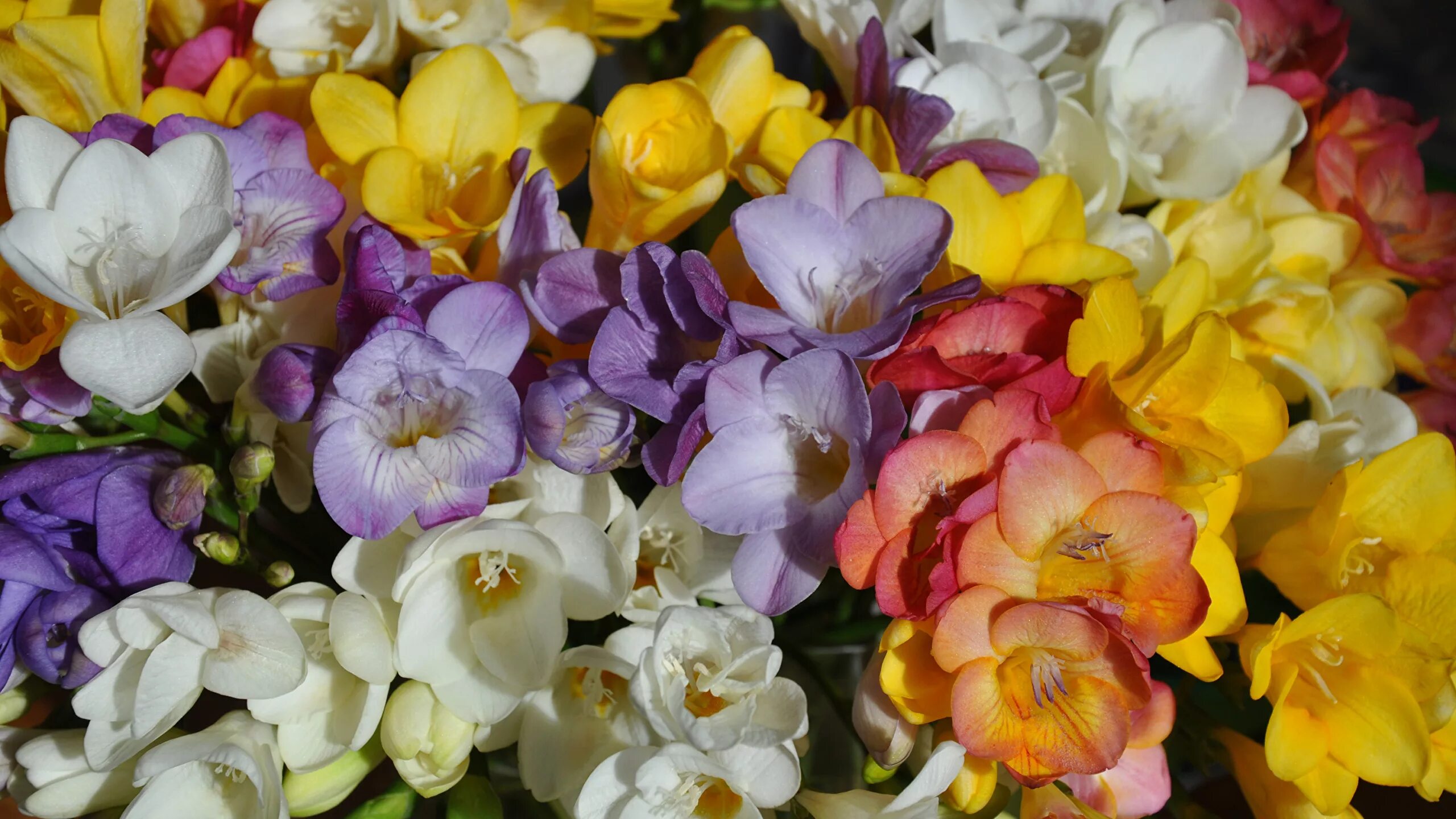 Как выглядит цветок фрезия Vibrantly colourful fragrant freesia flowers, hand arranged by one of our skille