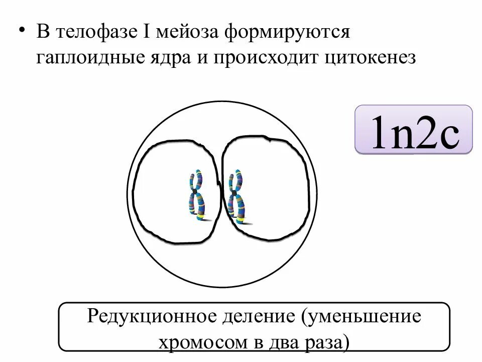 Образование двух ядер в мейозе