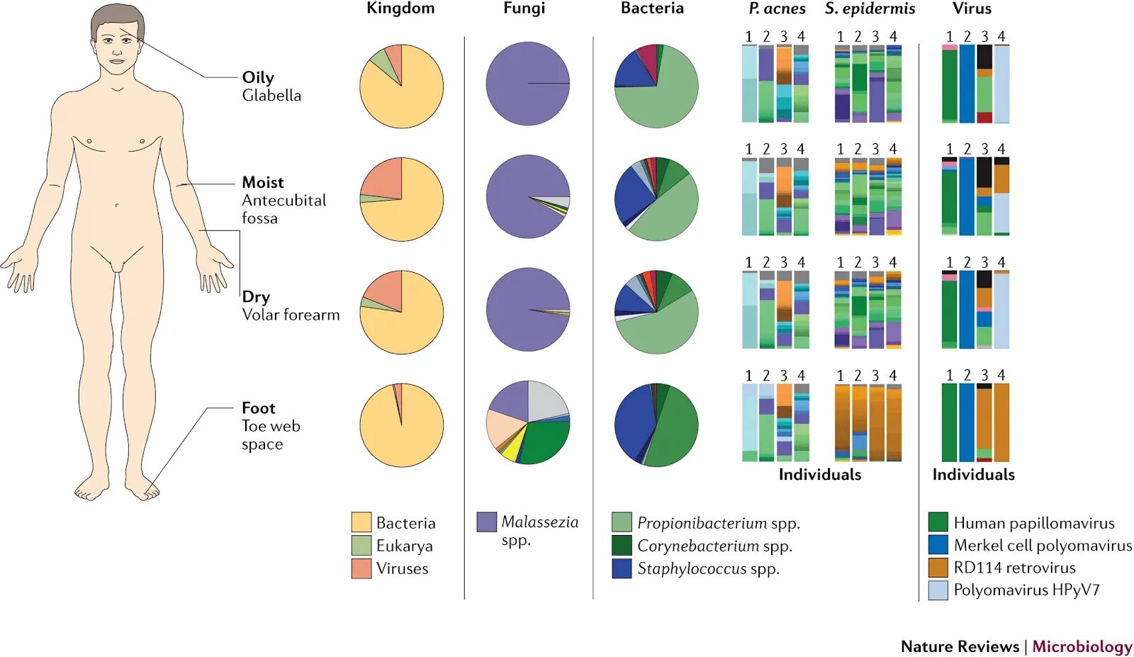 Сколько весит микробиом человека кожи. Микробиом кожи лица. microbiome skin. микробиом человека. микробиом кожи человека.