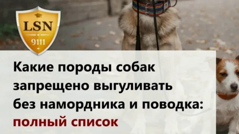 Выгул без поводка статья. Список запрещенных собак. Выгул собак без намордника. Собака без поводка. Выгул собак в наморднике.