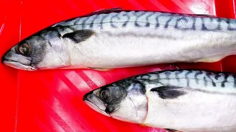 Рыба похожая на скумбрию