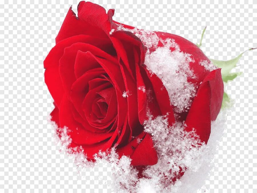 Красные цветы зимние розы. Зимние цветы на белом фоне. Цветы в снегу на прозрачном фоне. Цветы на снегу на белом фоне. Роза в снегу на прозрачном фоне.