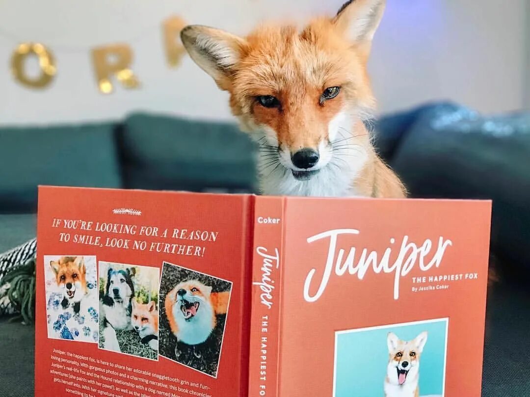 Книги про Лис. Книги с лисами. Лиса с книжкой. Лисичка с книгой. Reading fox