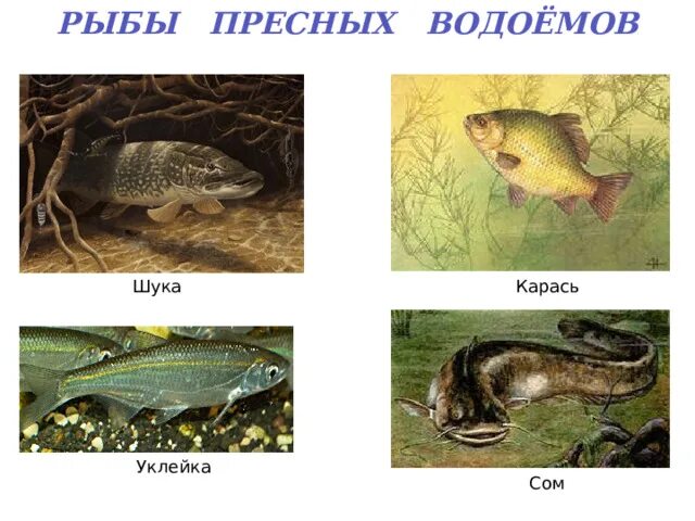 Рыбы пресных водоемов. Рыбы в пресной воде названия. Названия рыб пресных водоемов. Картинки обитателей пресных водоемов.