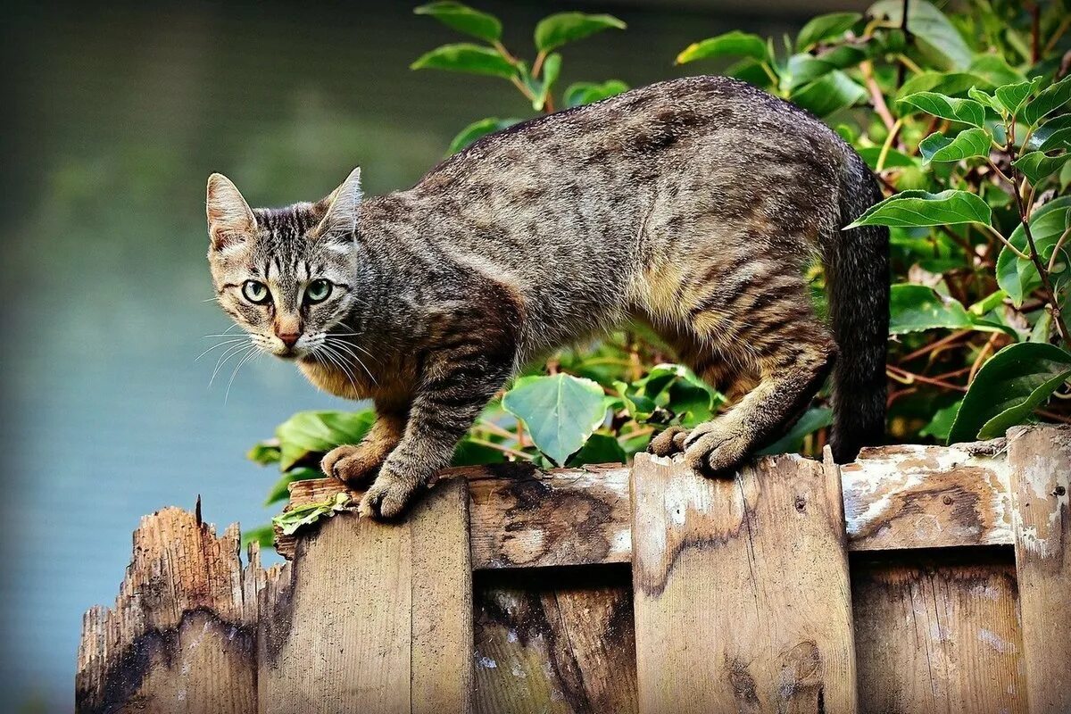 Кошка. Кошка домашняя. Лесной кот. Кошка на природе. Кошки способны