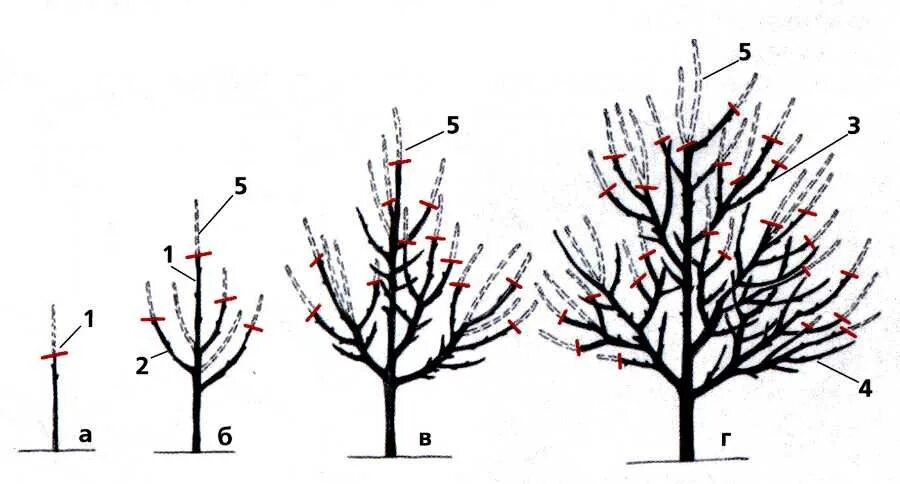 Обрезка яблонь подмосковье. Обрезка плодовых деревьев. Правильная обрезка яблони. Схема обрезки яблони весной. Обрезка яблонь 3 года.