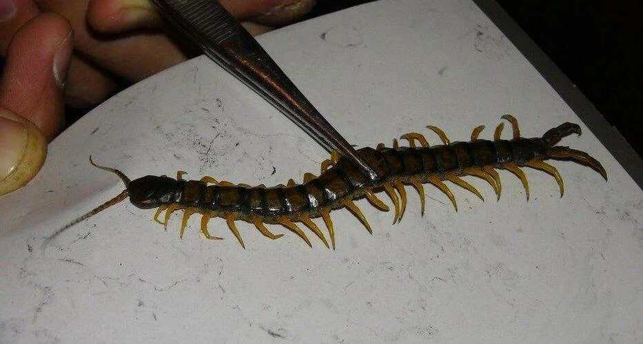 Сороконожка сколопендра мухоловка. Сколопендра в краснодарском. Гнездо сороконожек. Мухоловка домашняя сколопендра. Сколопендра крымская маленькая.