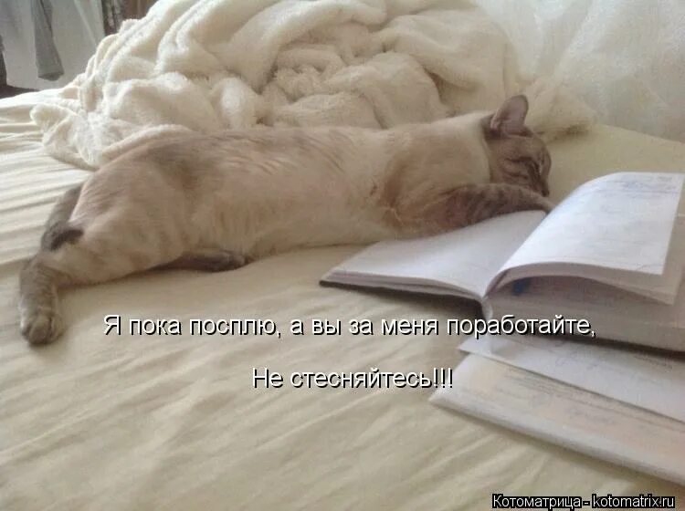 Пожалуйста поработайте. Пожалуйста поработайте. Мемы с котиками. Поработайте ручкой. Пожалуйста поработайте.