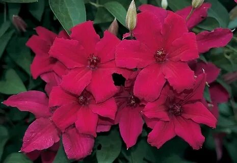 Клематис кардинал вышинский описание отзывы фото сорта