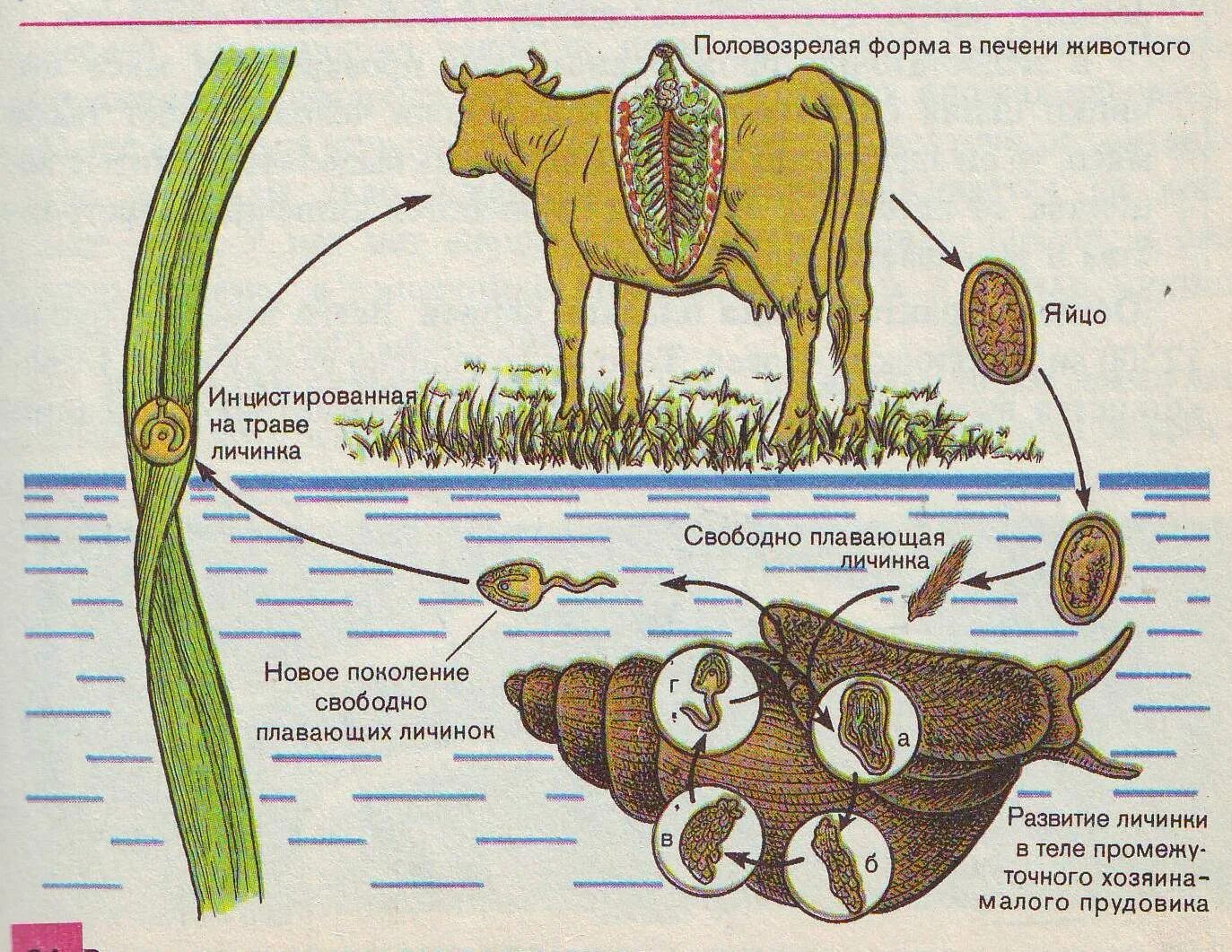 Личинка в промежуточном хозяине. Жизненный цикл печеночного сосальщика рисунок. Схема жизненного цикла печеночного сосальщика. Промежуточный хозяин в цикле развития печёночного сосальщика. Цикл развития печеночного сосальщика рисунок.