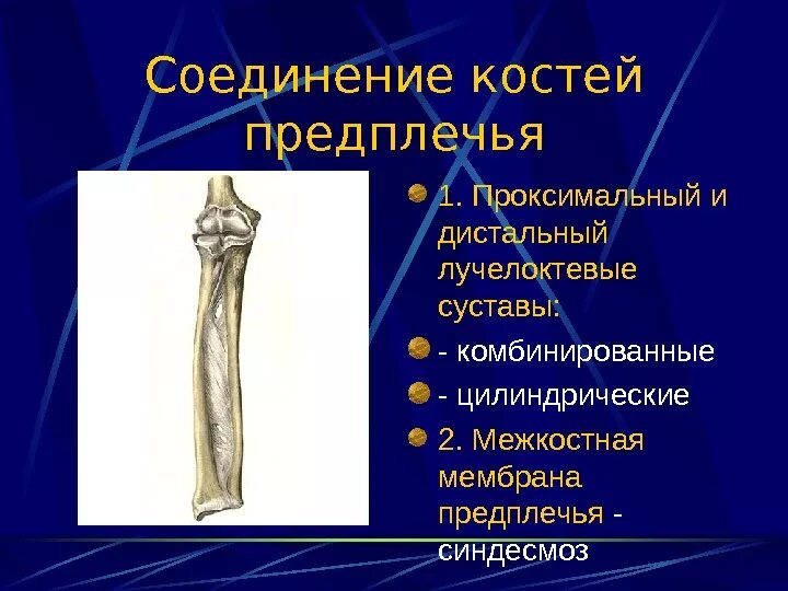 Дитальный луче локтевой сустав. Локтевой и лучевой сустав. Проксимальный метафиз лучевой кости. Локтевой сустав межкостная перепонка. Кости образующие локтевой сустав.