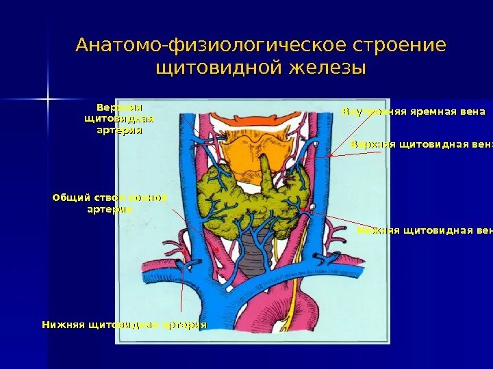 Щитовидная железа и желчный пузырь. Артерии щитовидной железы анатомия. Кровоснабжение щитовидной железы анатомия. Кровоснабжение щитовидной железы анатомия схема.