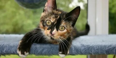Product cat
