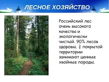 Проект русский лес