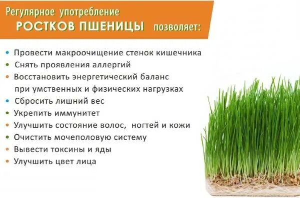 Проросшие зерна пшеницы витамины. Пророщенная пшеница польза для людей. Польза проростков пшеницы. Пророщенная пшеница польза для людей. Чем полезны ростки пшеницы.
