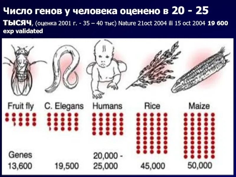 Число генов у человека. Количество генов в геноме человека. Геном человека цифры. Ядерный геном человека.