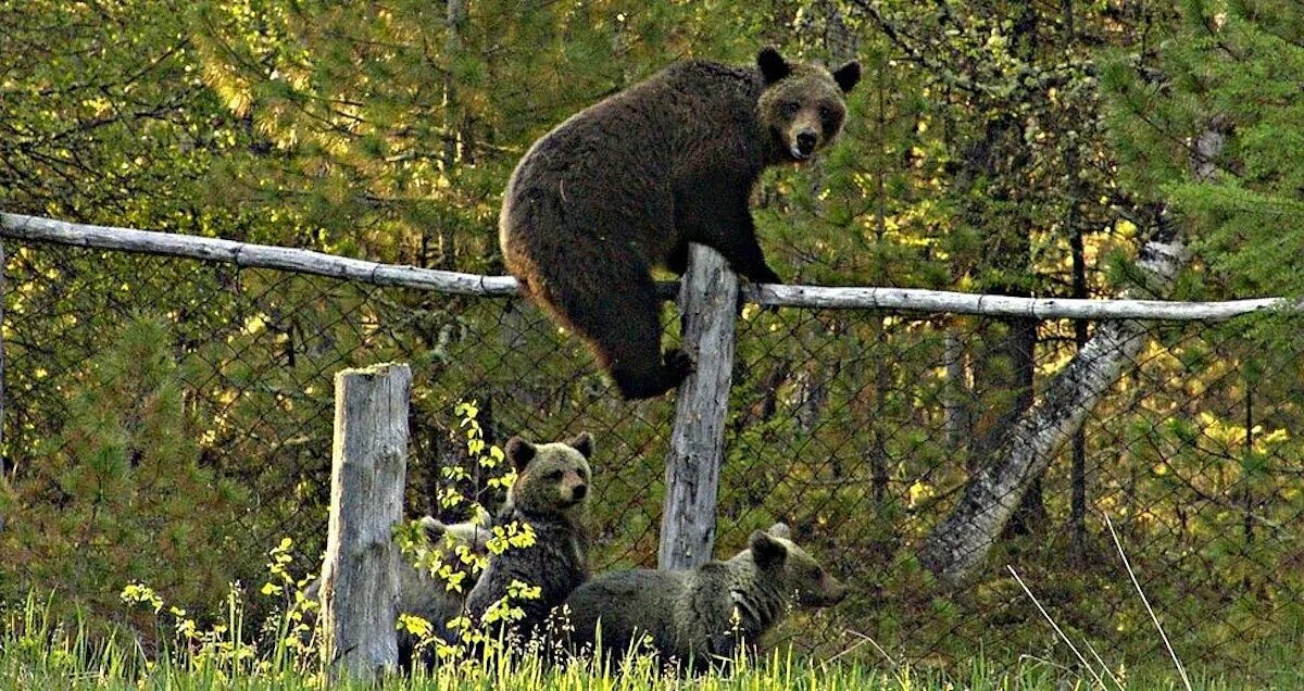 Баргузинский заповедник медведь. Медведь в Подмосковье. Дикие животные в городе. Медведь в деревне. Медведи в подмосковье