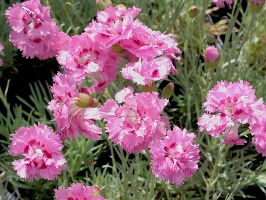 Гвоздика саженец. Гвоздика перистая Садовая. Гвоздика Dianthus plumarius. Гвоздика перистая Мэгги. Гвоздика перистая Dianthus plumarius.