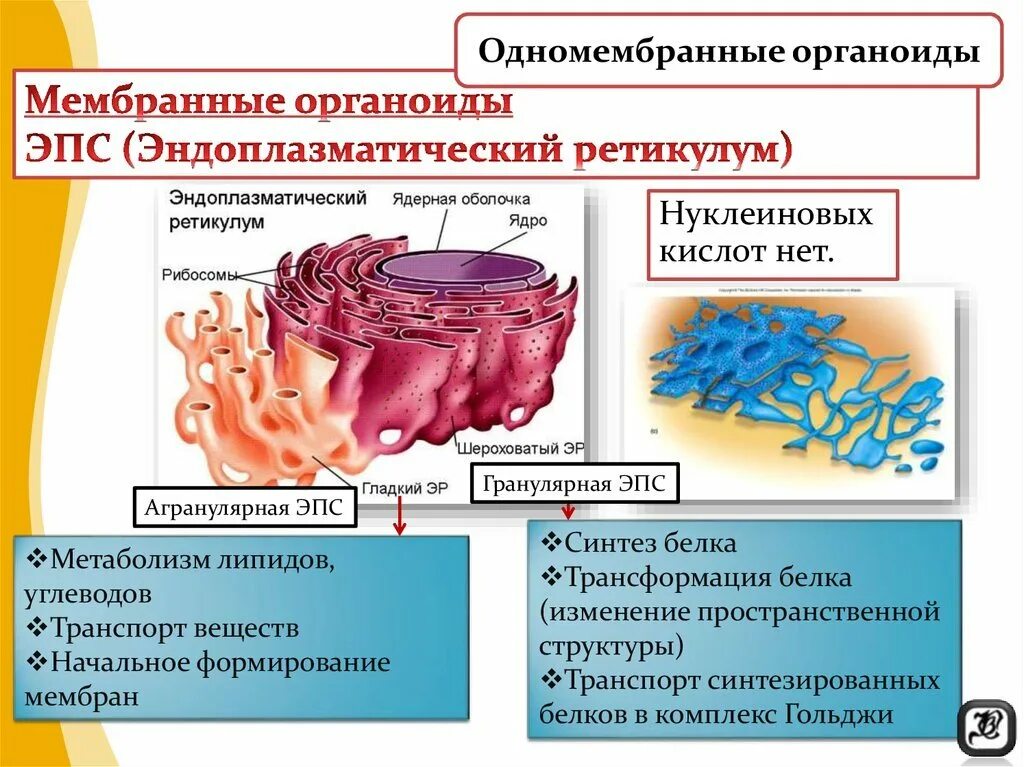 Синтез и транспорт белков в эпс. Строение одномембранные органеллы клетки. Микротрубочки одномембранные органоиды. Комплекс Гольджи мембранный органоид. ЭПС двумембранный органоид.