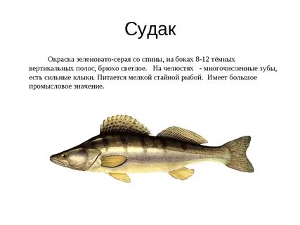 Судак какой вид рыбы